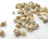 100粒天然贝壳海螺|鱼缸装饰品|拍摄道具|手工材料风铃DIY