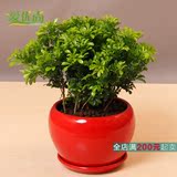 满200元起卖 米兰盆栽室内开花植物 清香驱蚊绿植上海杭州苏州