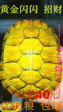 情侣黄金龟黄金巴西龟乌龟活体七彩龟8厘米左右一对价包邮送龟粮