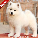澳版白魔法血系萨摩耶犬出售 萨摩幼犬雪橇犬品相好毛量大可送货