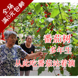 保真国家蔬菜研究中心827番茄树种子]农科院酸甜美观赏水果