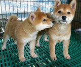赛级双血统日本柴犬 健康纯种宠物狗狗幼犬 上海实体 绝对健康