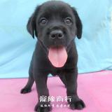 黑色拉布拉多犬纯种幼犬导盲狗狗搜救犬宠物狗46