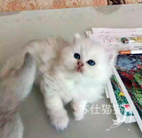 T.M淼淼宠物猫活体猫精品可爱金吉拉猫长毛猫银渐层猫白色猫咪