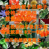 兰花种子 花种子包邮 君子兰种子 包邮 君子兰室内盆栽花卉植物