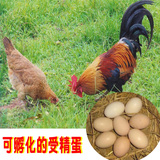 农家散养土鸡种蛋受精蛋可孵化鸡蛋柴鸡蛋山鸡蛋草鸡受精种蛋
