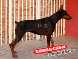 杜宾犬纯种幼犬 出售 赛级血统德国系立耳美系杜宾幼犬可上门挑选