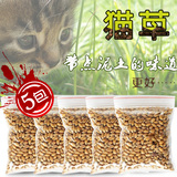 猫草营养猫草种子5包装猫草种植猫咪去毛球调理肠胃猫零食 猫薄荷