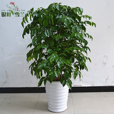 杭州大型幸福树盆栽花卉室内植物  绿宝 平安树 四季常绿净化空气