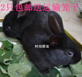 活体宠物兔子黑兔 成长系肉兔白兔公主兔熊猫兔分公母包活包邮