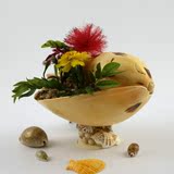 超大海螺贝壳 可做创意鱼缸盆栽吊兰花盆卷贝鱼虾孵化窝客厅摆件