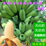 新鲜水果玉林小米蕉广西粉蕉农家西贡蕉芭蕉非海南皇帝香蕉5斤