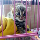 出售孟加拉豹猫/豹猫纯种/宠物猫活体包健康100%实物拍摄支持视频