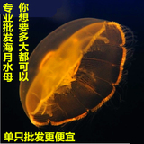 批发海月水母活体观赏宠物梦幻神奇彩色透明真正海月水母活体