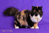 美国CFA注册猫舍Sylvia.T 纯种猫 正三花异国长毛猫妹妹 加菲猫