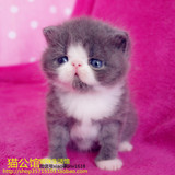 加菲猫宠物猫咪异国短毛猫纯种幼猫活体蓝白弟弟-----（已 定）
