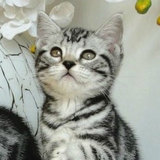 【纯种美国短毛猫】高品质美短银虎斑 银虎斑标斑美短猫 对比度高