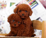纯种茶杯犬红泰迪熊幼犬/迷你袖珍贵宾犬幼仔玩具型宾贵妇宠物47