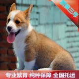 精品宠物犬威尔士狗狗犬舍纯种柯基犬宠物狗幼犬出售北京可送货A7