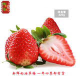 新鲜草莓水果礼盒同城 2盒包邮非丹东红颜草莓奶油草梅