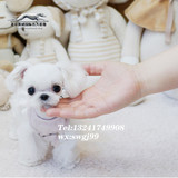 纯种可爱韩系马尔济斯幼犬小型宠物狗包邮 宠物狗出售▲赛威名犬