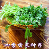 寿光蔬菜种子香菜芫荽种子四季播阳台菜盆栽 蔬菜瓜水果花草卉籽