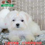 引进玛马尔济斯犬纯种幼犬 袖珍茶杯狗狗出售北京包邮上门宠物狗