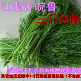 新鲜蔬菜 茴香菜 农产品 有机蔬菜 茴香苗 饺子 丸子 生鲜 现卖