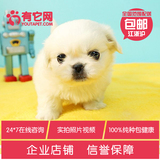 有它网 宠物狗狗赛级北京犬纯种小体京巴狗幼犬白色出售3