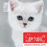 【伊甸园名猫】英国短毛猫 银色渐层英短 幼猫 宠物猫咪 纯种猫