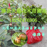 正宗大果红花油茶高产一年嫁接苗品种优良量多从优榨油型茶籽树苗