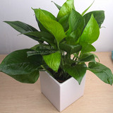 绿萝吊兰室内盆栽办公室桌面绿植净化空气防辐射首选植物易养护
