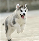 上海雪橇犬哈士奇 完美业出售纯种名犬宠物狗哈士奇幼犬 实拍