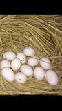 新鲜可孵化蛋、受精蛋、观赏鸡白桂、黑银、黄桂、白矮脚等种蛋。