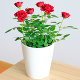 爱优尚小玫瑰/月季盆栽微型桌面阳台室内花卉植物净化空气小花卉