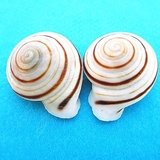 天然蜗牛螺小鹦鹉螺螺 2-4cm 标本螺/贝壳/海螺/装饰/收藏/礼品