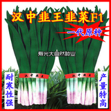 汉中冬韭 韭菜种子 蔬菜种子 四季播种盆栽 宽叶高产白根韭菜籽