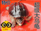 小鳄龟活体乌龟宠物龟大乌龟大鳄龟鳄鱼龟水陆龟鳄龟1-10斤包邮