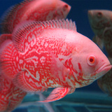 中大小型热带淡水宠物观赏鱼活体批发 红白地图猪仔鱼3-20厘米