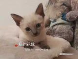 纯种海豹重点色暹罗猫 幼公 宠物活体猫 最聪明的猫 泰国蓝眼猫咪