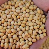 有机大豆黄豆来自河南当地农户自留品种有机笨小豆非转基因250g