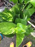 花叶绿萝盆栽花卉绿植室内吸甲醛植物净化空气去除异味黄斑绿萝
