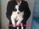 上海出售纯种边境牧羊犬幼犬狗狗 宠物边牧健康质保上海上门挑选