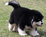 出售纯种阿拉斯加幼犬/阿拉斯加雪橇犬/巨型阿拉斯加/熊版阿拉2