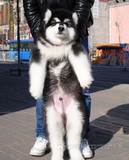 巨型纯种阿拉斯加哈士奇犬雪橇幼犬宠物狗活体红黑白十字架熊版6