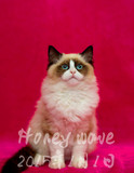 【Honey wave】冠军血统传统血系海豹双色布偶猫幼猫【sold】