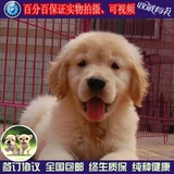 金毛犬幼犬出售金毛幼犬纯种宠物狗活体金毛黄金猎犬赛级包邮w05