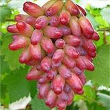 【天天特价】 美人指3年葡萄苗当年结果 葡萄树苗 葡萄树 送种子