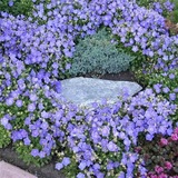 进口美国花种子 风铃草 蓝色 20粒 矮种多年生 花境必备