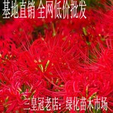 四季盆栽花卉植物/彼岸花种子 红色彼岸花石蒜种球 曼珠沙华种子